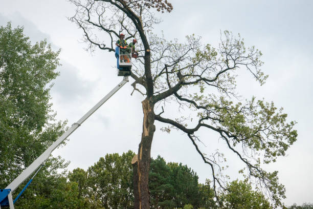 How Our Tree Care Process Works  in  Eaton, OH