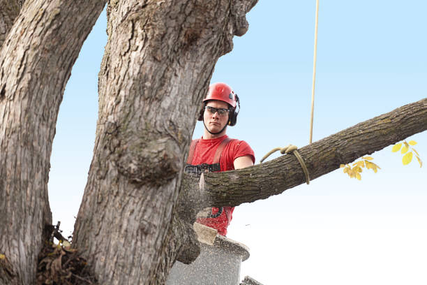 Best Lawn Pest Prevention  in Eaton, OH